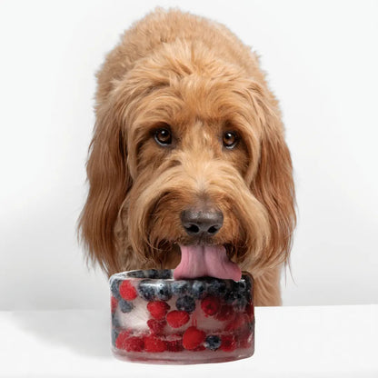 Freeze Your Own Dog Treat Bowl